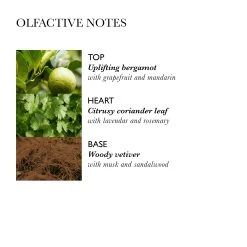 Molton Brown Balancing Shampoo With Coriander 300ml 10688195 9 Molton Brown Balancing Shampoo With Coriander 300ml 10688195 -Sportmode Geschäft 266efbef7ea09429ec453e44f7da71cbb7763e3c 008080160218 22eXHsp4sLnwqZ